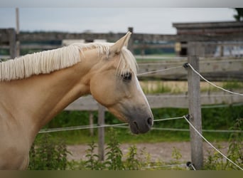 Deutsches Reitpony, Stute, 13 Jahre, 150 cm, Palomino