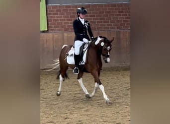 Deutsches Reitpony, Stute, 13 Jahre, 150 cm, Schecke