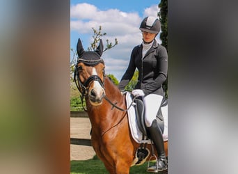 Deutsches Reitpony, Stute, 13 Jahre, 150 cm, Schecke