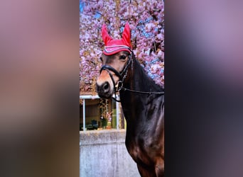 Deutsches Reitpony, Stute, 13 Jahre, 154 cm, Dunkelbrauner