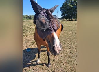 Deutsches Reitpony, Stute, 13 Jahre, 155 cm, Brauner