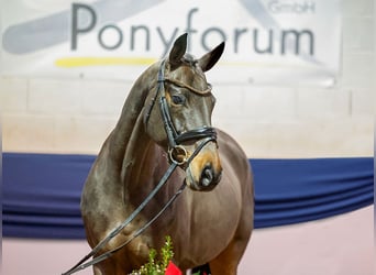 Deutsches Reitpony, Stute, 13 Jahre, Brauner