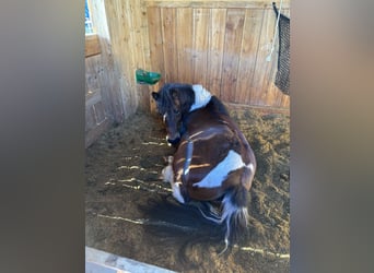 Deutsches Reitpony Mix, Stute, 14 Jahre, 125 cm, Schecke
