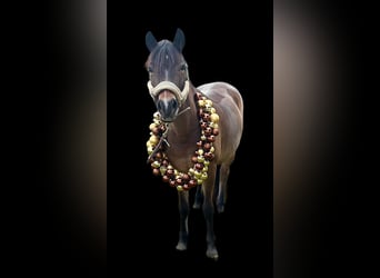 Deutsches Reitpony, Stute, 14 Jahre, 130 cm, Brauner