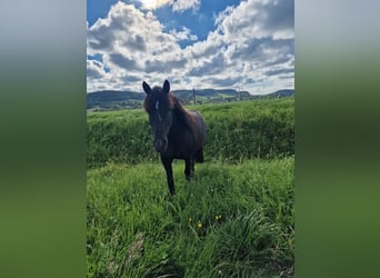 Deutsches Reitpony Mix, Stute, 14 Jahre, 135 cm, Rappe