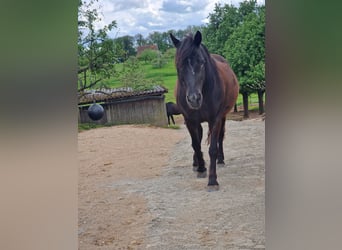 Deutsches Reitpony Mix, Stute, 14 Jahre, 135 cm, Rappe