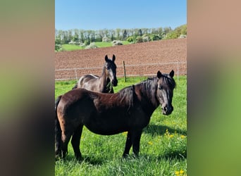 Deutsches Reitpony Mix, Stute, 14 Jahre, 135 cm, Rappe