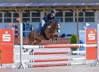 Deutsches Reitpony, Stute, 14 Jahre, 140 cm