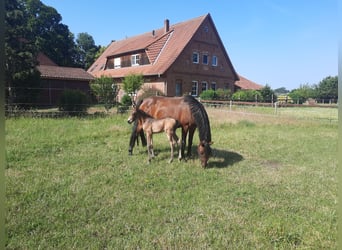 Deutsches Reitpony, Stute, 14 Jahre, 142 cm, Brauner