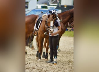 Deutsches Reitpony, Stute, 14 Jahre, 142 cm, Fuchs