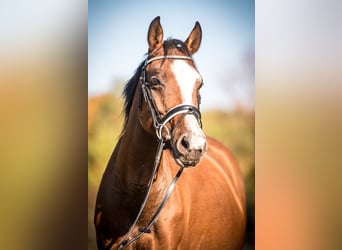 Deutsches Reitpony, Stute, 14 Jahre, 143 cm, Rotbrauner