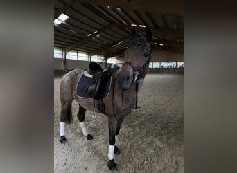 Deutsches Reitpony, Stute, 14 Jahre, 143 cm, Schimmel