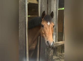 Deutsches Reitpony, Stute, 14 Jahre, 144 cm, Brauner