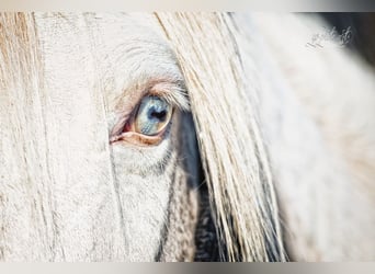 Deutsches Reitpony, Stute, 14 Jahre, 144 cm, Cremello