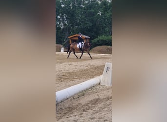 Deutsches Reitpony, Stute, 14 Jahre, 145 cm, Falbe