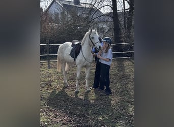 Deutsches Reitpony, Stute, 14 Jahre, 145 cm, Schimmel