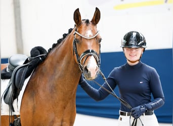 Deutsches Reitpony, Stute, 14 Jahre, 146 cm, Brauner
