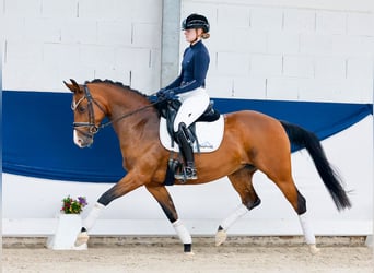 Deutsches Reitpony, Stute, 14 Jahre, 146 cm, Brauner
