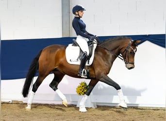 Deutsches Reitpony, Stute, 14 Jahre, 146 cm, Brauner