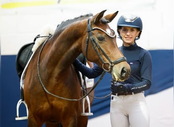 Deutsches Reitpony, Stute, 14 Jahre, 146 cm, Brauner