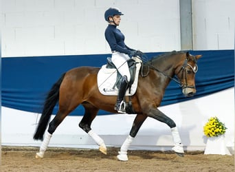 Deutsches Reitpony, Stute, 14 Jahre, 146 cm, Brauner