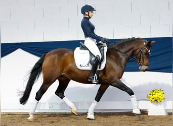 Deutsches Reitpony, Stute, 14 Jahre, 146 cm, Brauner
