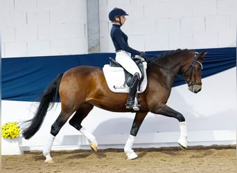 Deutsches Reitpony, Stute, 14 Jahre, 146 cm, Brauner