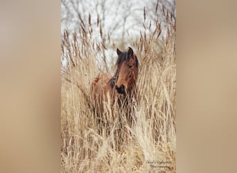 Deutsches Reitpony Mix, Stute, 14 Jahre, 146 cm, Brauner