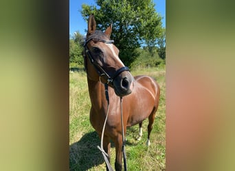 Deutsches Reitpony, Stute, 14 Jahre, 146 cm, Brauner
