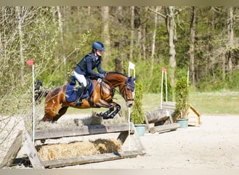 Deutsches Reitpony, Stute, 14 Jahre, 146 cm, Brauner