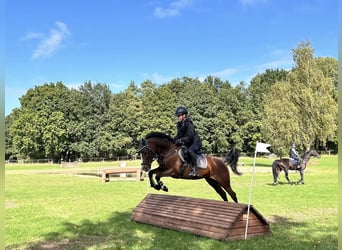 Deutsches Reitpony, Stute, 14 Jahre, 146 cm, Brauner