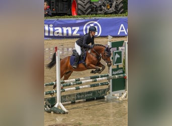 Deutsches Reitpony, Stute, 14 Jahre, 146 cm, Brauner