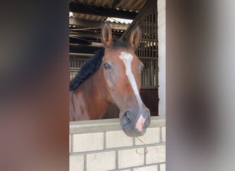 Deutsches Reitpony, Stute, 14 Jahre, 146 cm, Brauner