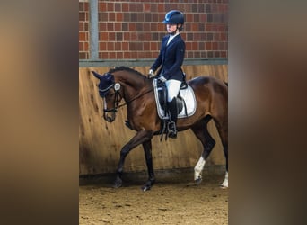 Deutsches Reitpony, Stute, 14 Jahre, 146 cm, Brauner
