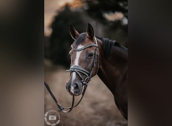Deutsches Reitpony, Stute, 14 Jahre, 146 cm, Brauner