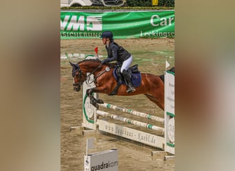 Deutsches Reitpony, Stute, 14 Jahre, 146 cm, Brauner