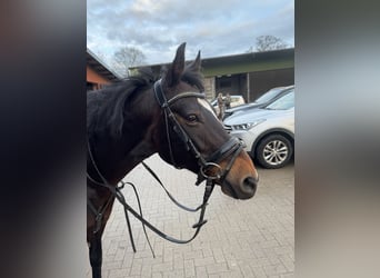 Deutsches Reitpony Mix, Stute, 14 Jahre, 146 cm, Dunkelbrauner