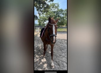 Deutsches Reitpony, Stute, 14 Jahre, 146 cm, Dunkelfuchs