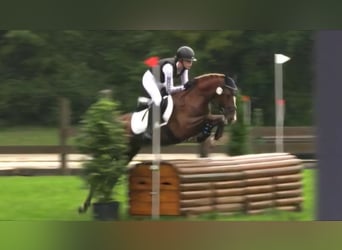 Deutsches Reitpony, Stute, 14 Jahre, 146 cm, Fuchs