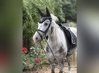 Deutsches Reitpony, Stute, 14 Jahre, 146 cm, Tigerschecke