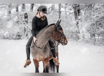 Deutsches Reitpony, Stute, 14 Jahre, 147 cm, Brauner