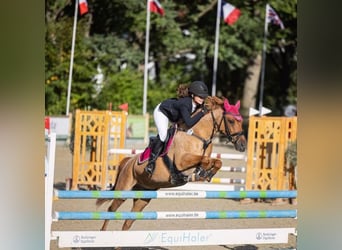 Deutsches Reitpony, Stute, 14 Jahre, 147 cm, Fuchs