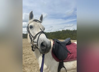 Deutsches Reitpony, Stute, 14 Jahre, 147 cm, Schimmel