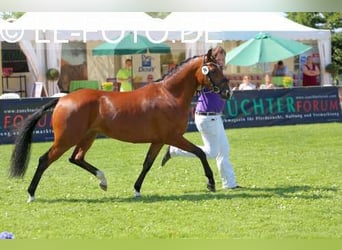Deutsches Reitpony, Stute, 14 Jahre, 148 cm, Brauner