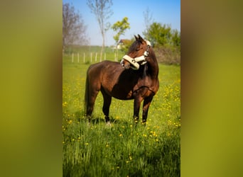 Deutsches Reitpony, Stute, 14 Jahre, 148 cm, Brauner