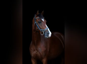 Deutsches Reitpony, Stute, 14 Jahre, 148 cm, Brauner