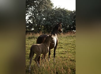 Deutsches Reitpony, Stute, 14 Jahre, 148 cm, Brauner