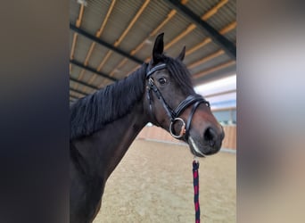 Deutsches Reitpony, Stute, 14 Jahre, 148 cm, Dunkelbrauner