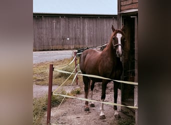 Deutsches Reitpony, Stute, 14 Jahre, 148 cm, Dunkelfuchs