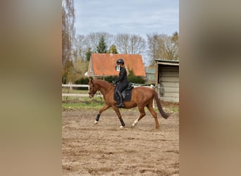 Deutsches Reitpony, Stute, 14 Jahre, 148 cm, Dunkelfuchs